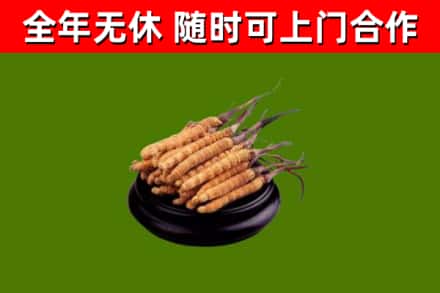 石门回收冬虫夏草